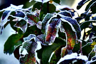 Close-up of spider web on plant