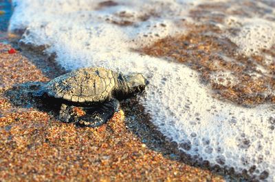 Sea turtle on sand