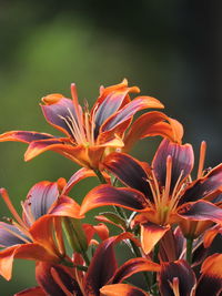 Close-up of day lily blooming outdoors