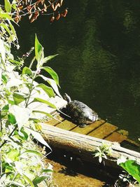 View of a duck in a lake