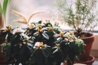 Close-up of potted plant