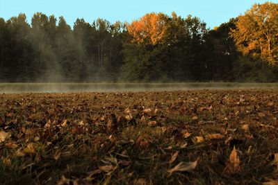 Scenic view of trees on field against sky during autumn