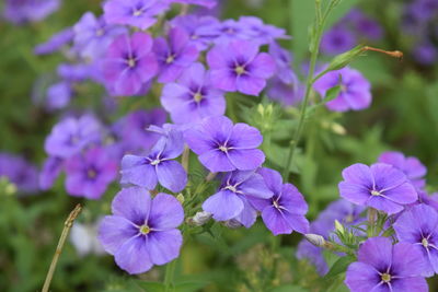 Close-up of purple flowering plants