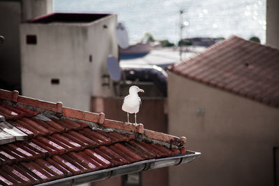 Seagull perching on roof