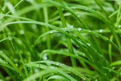 Close-up of wet grass during rainy season