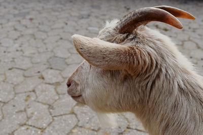 Close-up of goat