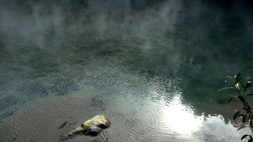 Reflection of trees in water