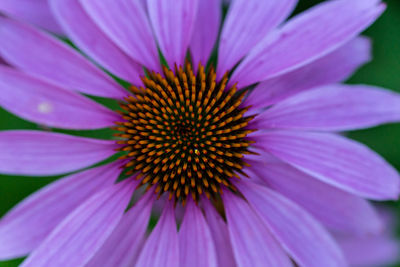 Close-up of pink flower