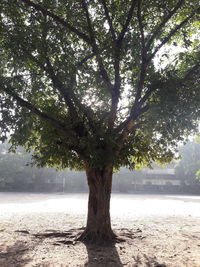 Trees on field in city