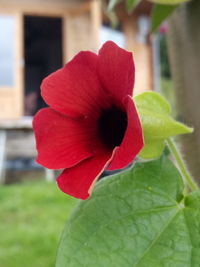 Close-up of red flower blooming outdoors