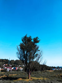 Bare tree on field against clear blue sky