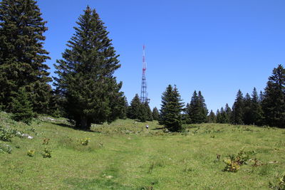 Trees on field against clear sky