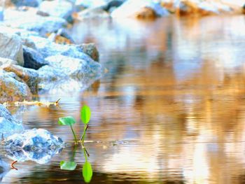 Close-up of plant by lake