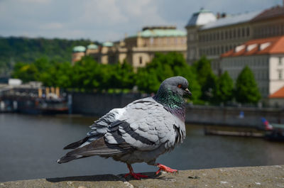 Pigeon perching on retaining wall against river in city