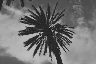 Low angle view of palm tree against sky