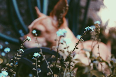 Close-up of flowering plant against blurred background