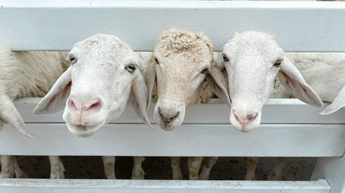 White sheep crowd in the classic farm, thailand.