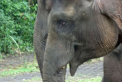 Close-up of elephant