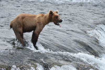 Full length of a horse in sea