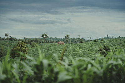 Scenic view of agricultural field against sky