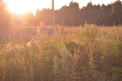 Plants growing on field against bright sun