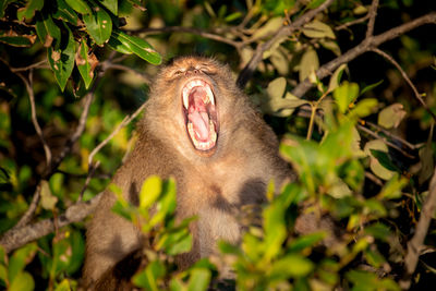 Portrait of a monkey yawning