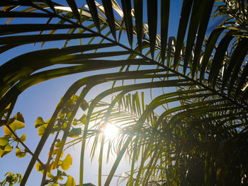 Low angle view of palm trees against sky