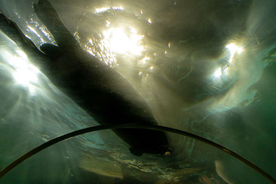 View of fish swimming in sea