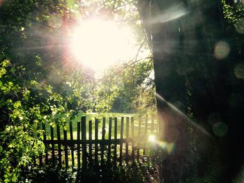 Sun shining through trees