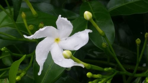 Close-up of white flowers blooming outdoors