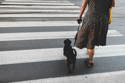 Low section of woman walking with dog on zebra crossing