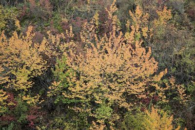 High angle view of plants growing on field