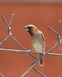 Scaly breasted munia shot at malacca malaysia