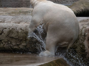 View of horse drinking water