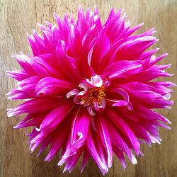 Close-up of pink flower