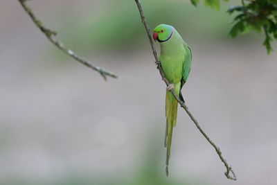 Close-up of bird perching on plant