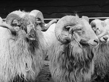 Close-up of horned sheep