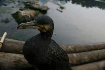 Close-up of bird in water