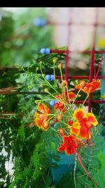 Close-up of orange flower