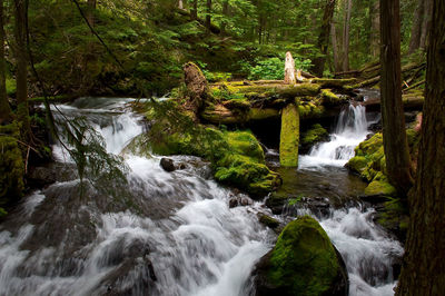 Scenic view of waterfall in forest