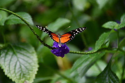 Close-up of butterfly on purple flower