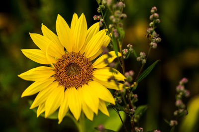 Close-up of insect on yellow flower