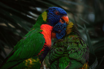 Close-up of two parrots