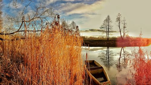 Bare trees in calm lake