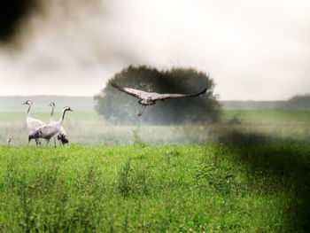 Sheep in a field