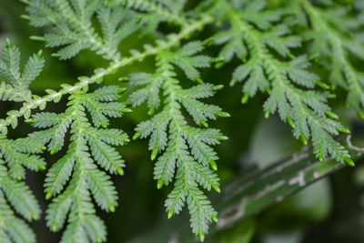 Close-up of pine tree leaves