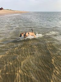 View of dog on beach