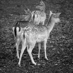 Deer on field