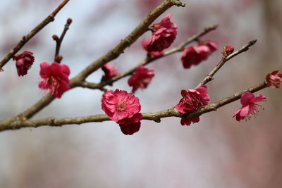 Close-up of flowers on twig