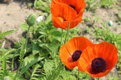 Close-up of orange poppy in field